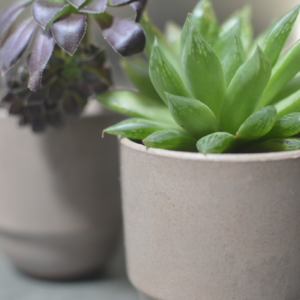 Plantines de suculentas